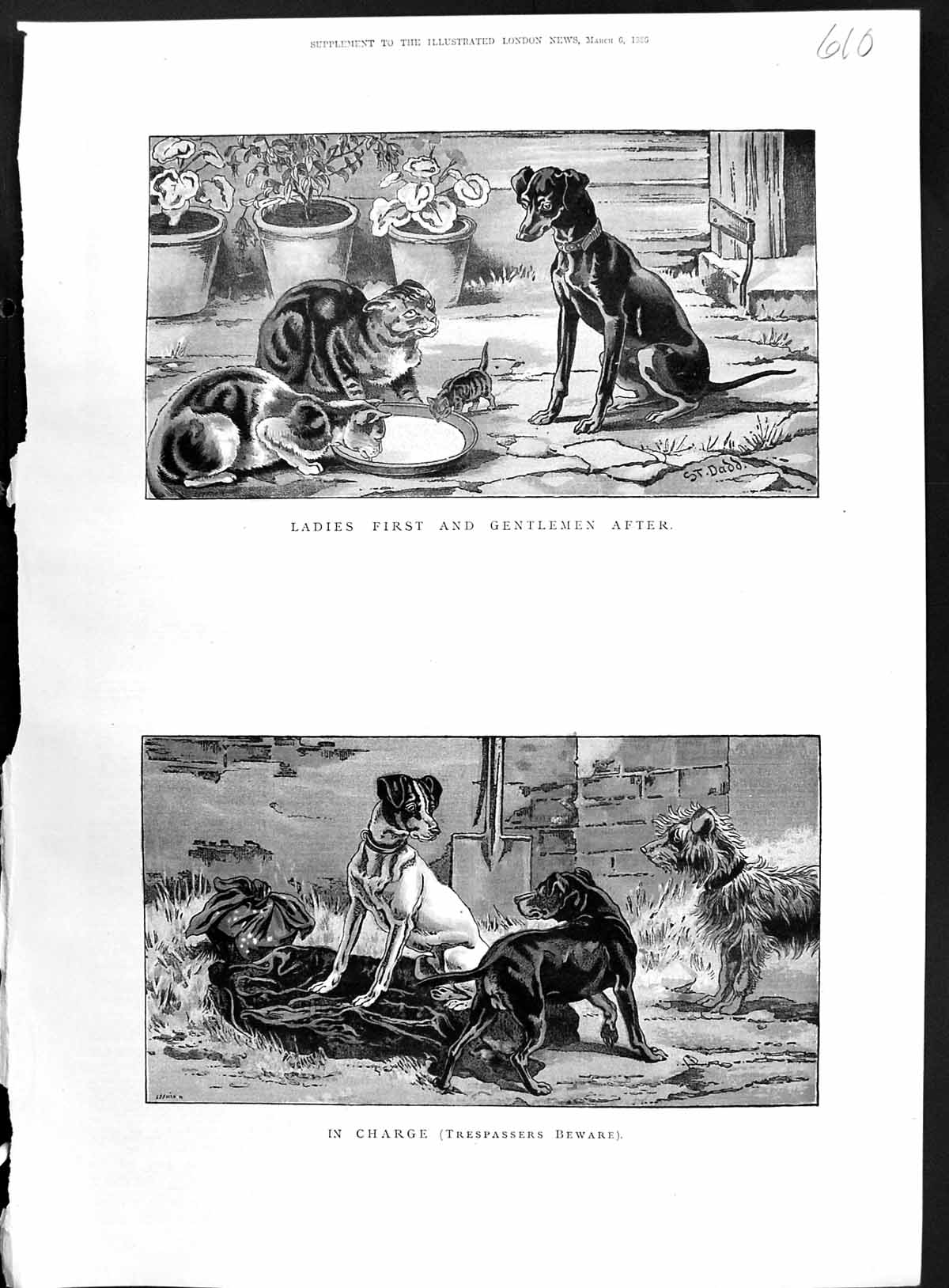 Original Old Antique Print 1886 Colour Animals Cats Dogs Kittens Food Bowl 19th