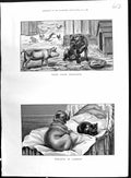 Antique Old Print 1886 Colour Farmyard Animals Guard Dog Pigs Chickens Cat 19th
