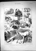 Old Antique Print 1883 Broncho Horses Royal Aquarium Nettle Entertainment 19th
