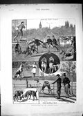 Original Old Antique Print 1881 Man Hunting London Parks Dogs Hounds Comedy
