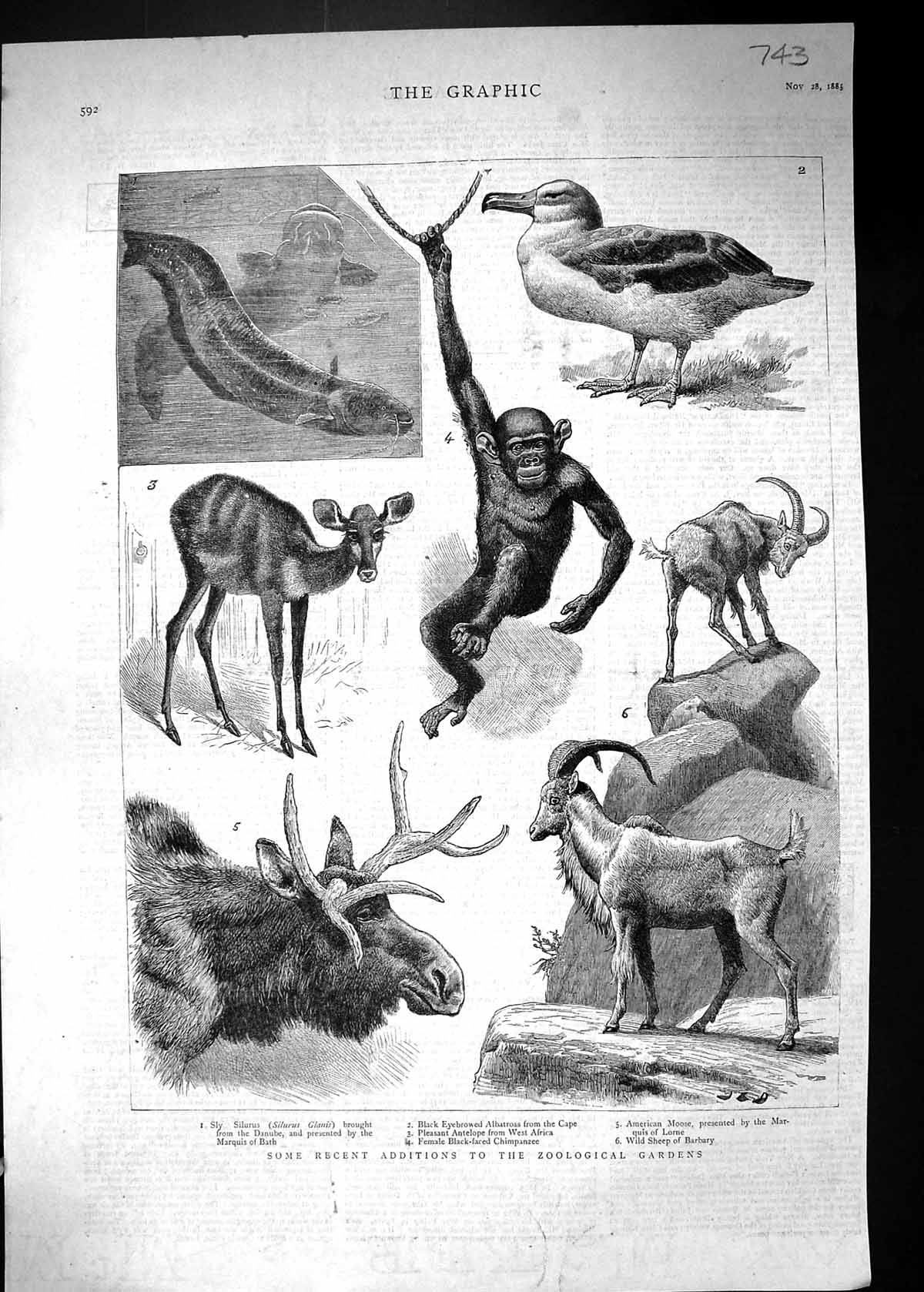 Old 1885 Zoological Gardens Sly Silurus Albatross Moose Sheep Barbary Victorian