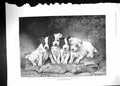 Original Old Antique Print 1904 Puppy Dogs Sitting Portrait Lilian Cheviot 20th