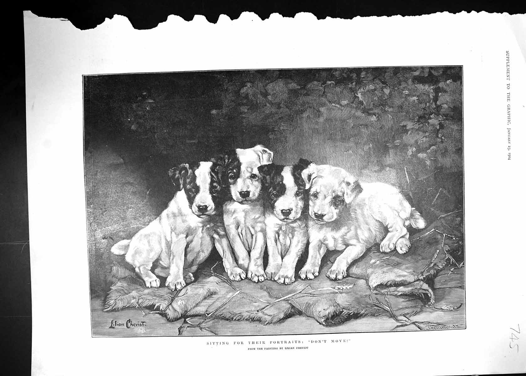 Original Old Antique Print 1904 Puppy Dogs Sitting Portrait Lilian Cheviot 20th