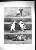 Old Antique Print 1888 Excelsior Puppy Dogs William Strutt Royal Academy 19th