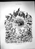 Original Old Antique Print 1886 Water Birds British Islands Millais Nature 19th