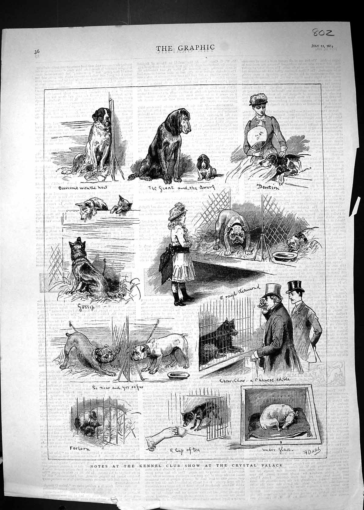Old Antique Print 1884 Kennel Club Dog Show Crystal Palace Pets Animals 19th