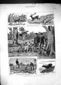 Old Antique Print 1880 Deer Hunting New Forest Hounds Dogs Huntsmen Sport 19th
