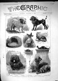 Antique Old Print 1887 National Show Sporting Dogs Birmingham Hounds Bulldog