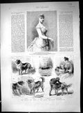 Old 1888 Collie Dog Show Royal Aquarium Westminster Princess Germany Victorian