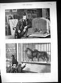 Antique Print 1881 Frank Buckland Monkey Cage Winter Day Zoo Animals Lions 19th