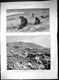 Old Print 1889 Sea Lions Ross Island Auckland Penguins Mollyhawks Bounty 19th