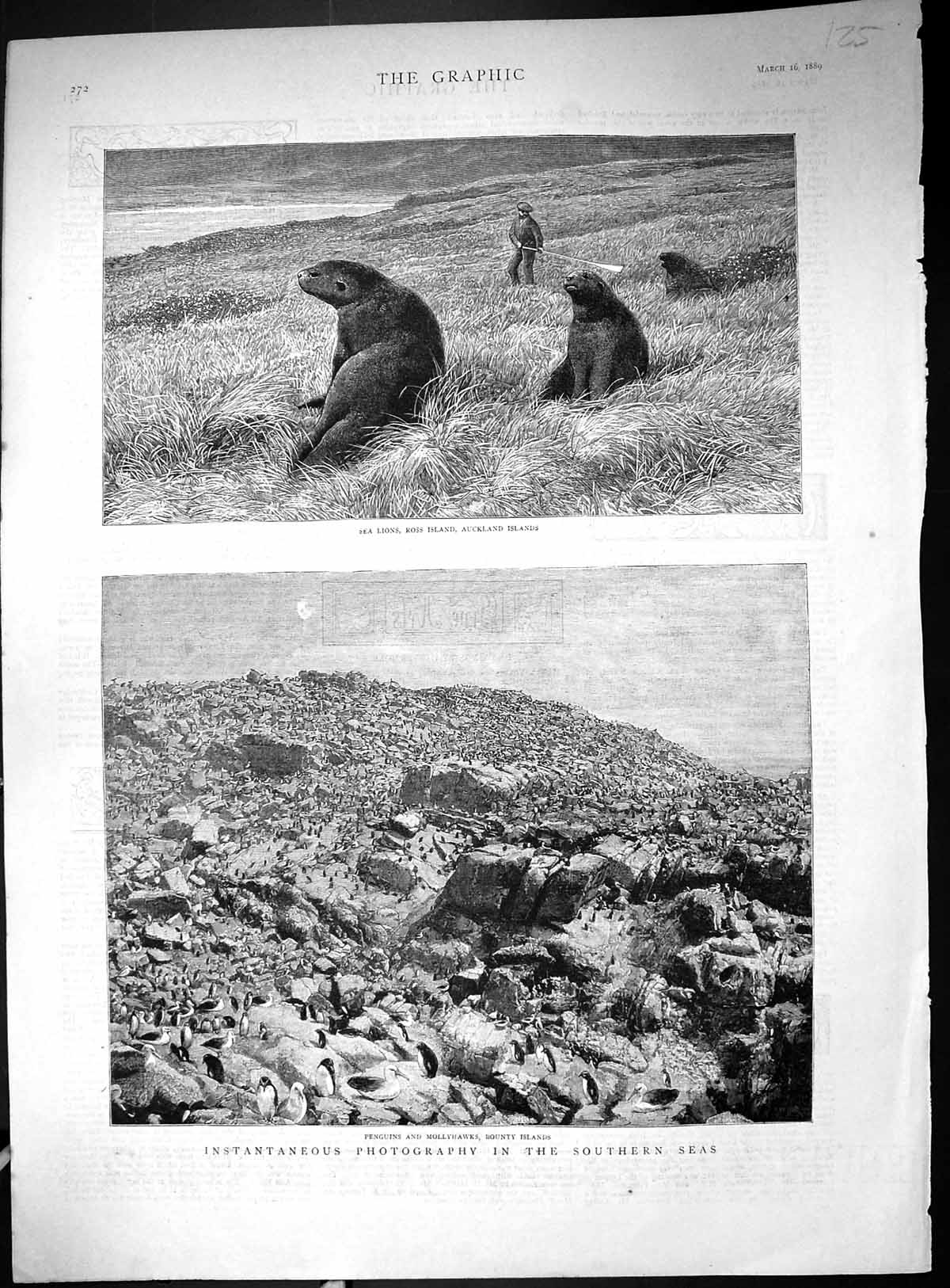 Old Print 1889 Sea Lions Ross Island Auckland Penguins Mollyhawks Bounty 19th