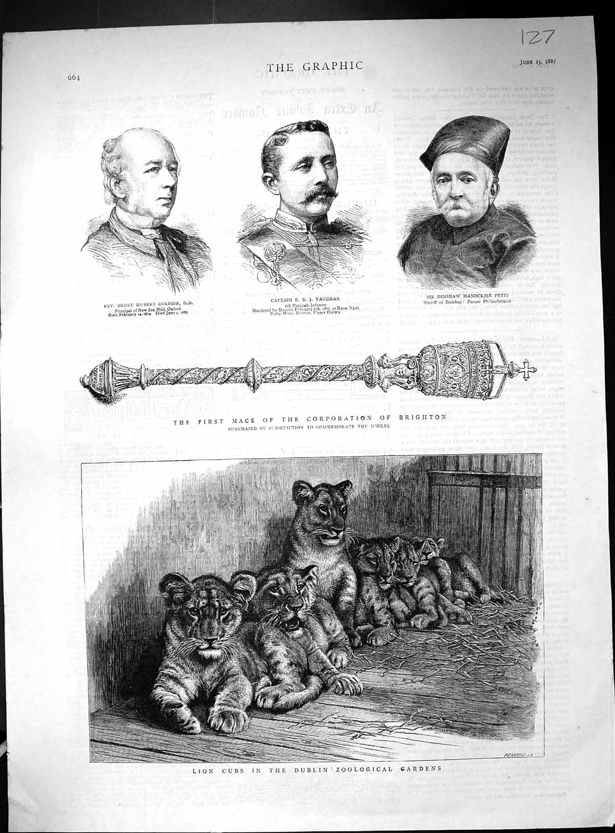 Old 1887 Lion Cubs Dublin Zoo Mace Brighton Rev. Cornish Vaughan Peti Victorian