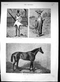 Old Print 1880 Robert Devil Race Horse Basuto Warrior Woman Child Mealies 19th