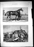 Old Print 1881 American Race Horse Foxhall Ireland Land Commissioners Hi 19th