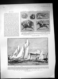 Old 1904 Yacht Race Heligoland Dover Brynhilde Ingomar Polo Lords Com 20th
