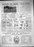 Antique Print 1887 Suttons Seeds Streeter Gsmith Damask Beethams Umbrella 19th