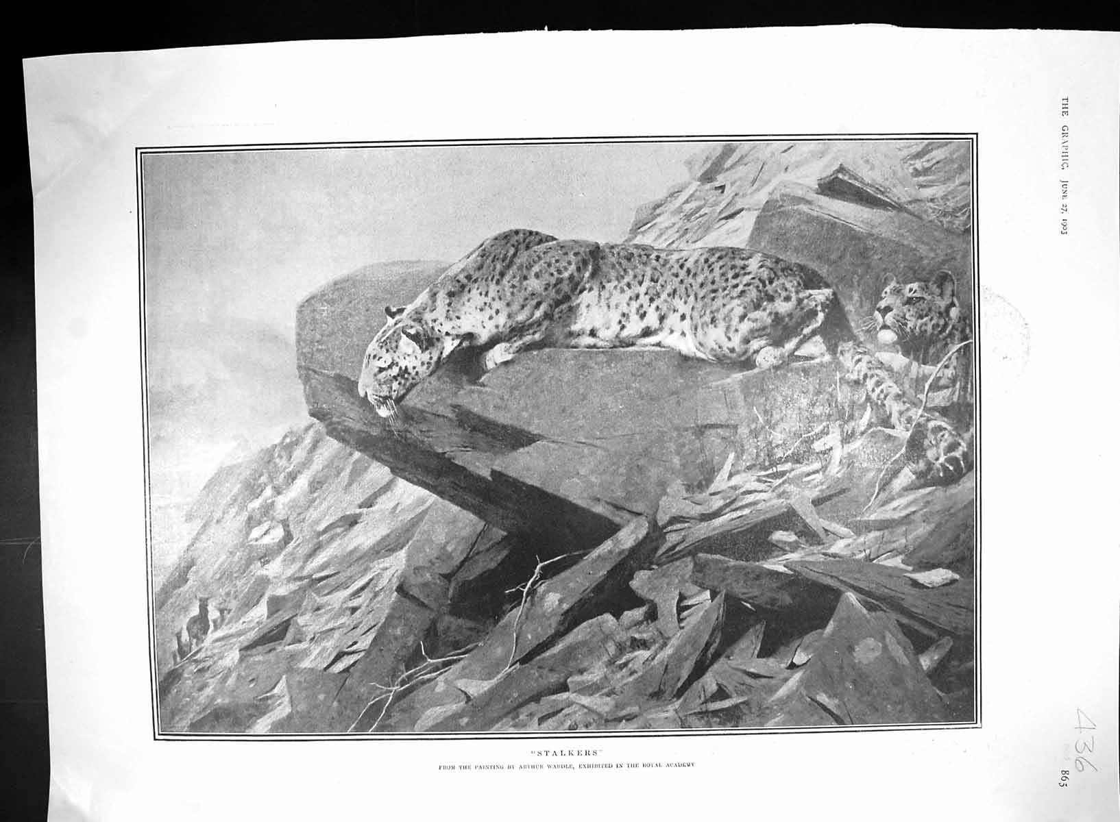 Old 1903 Leopards Mountains Thorneycrt Hudson Ragging Hayes Williams 20th