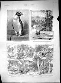 Old 1888 Rock Hooper Penguin Villa Reiss Cronberg Bloodhounds EppingVictorian