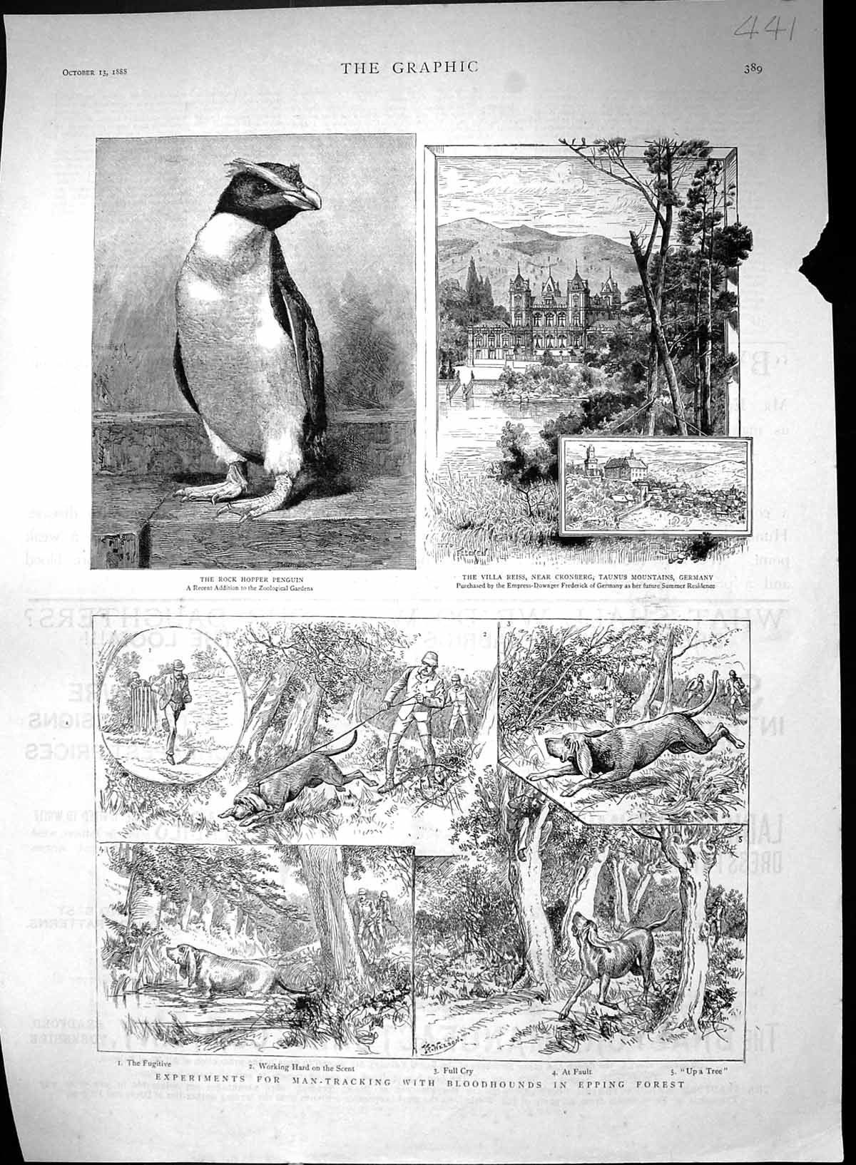 Old 1888 Rock Hooper Penguin Villa Reiss Cronberg Bloodhounds EppingVictorian