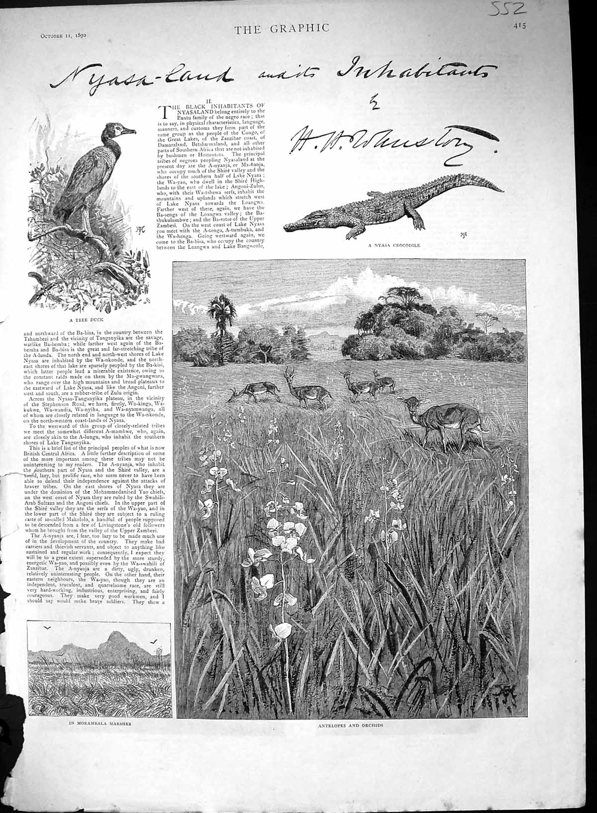 Old 1890 Antelopes Orchids Tree Duck Nyasa Crocodile Water Buck Reeds 19th