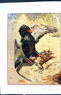 Antique Print Colour Bateleur Eagle Bird Prey Young Jackal Uganda Johnston