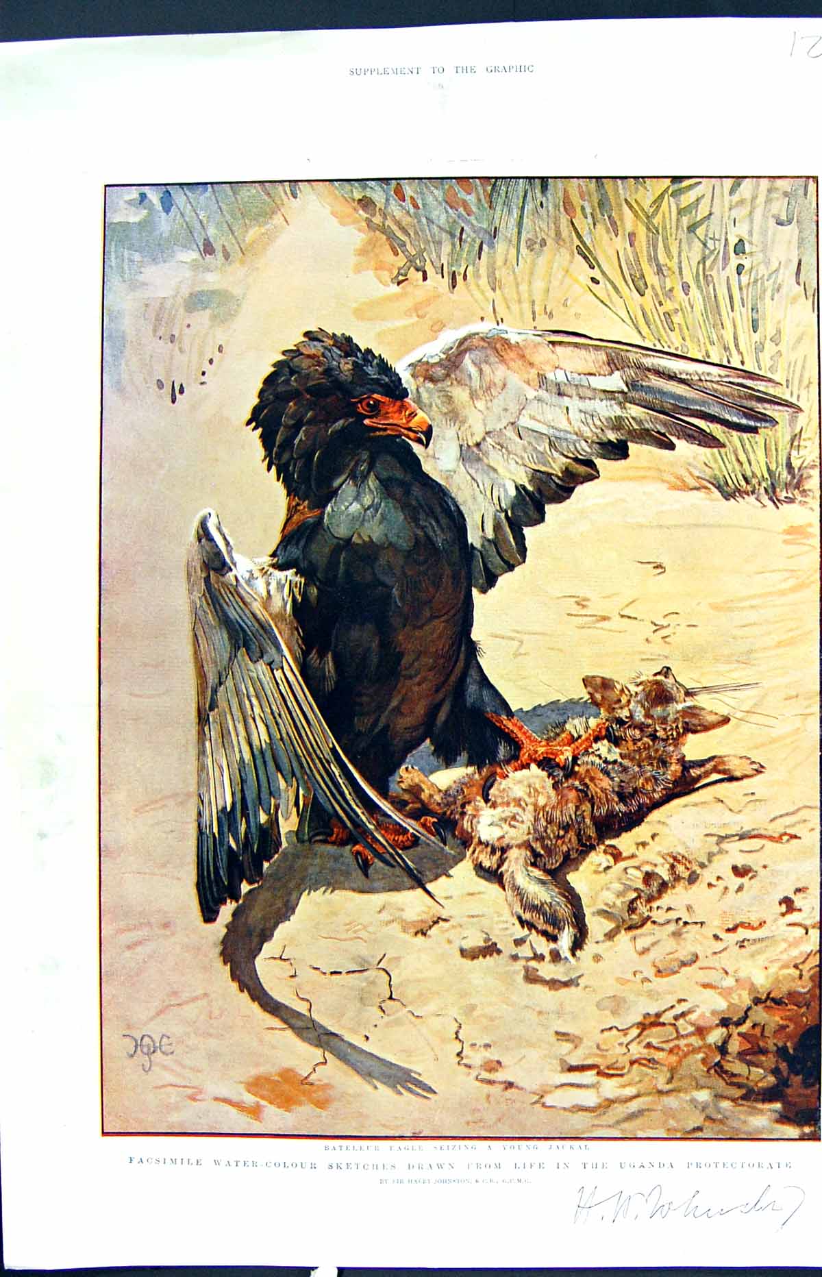 Antique Print Colour Bateleur Eagle Bird Prey Young Jackal Uganda Johnston