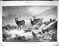 Old 1899 Children Mist Stags Deer Grouse Birds Hunting Henry Stannard 19th