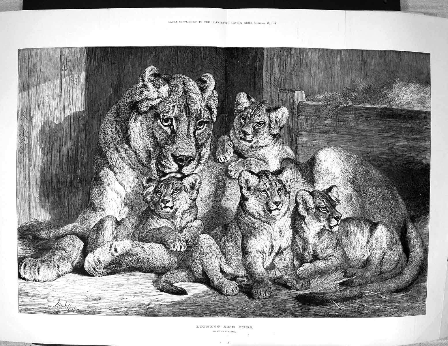 Original Old Antique Print 1881 Lioness Cubs Wild Animals CarterVictorian