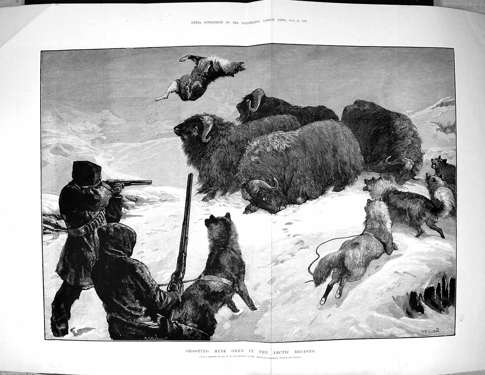 Old 1881 Shooting Musk Oxen Arctic Regions Hunting Franklin Expeditio 19th