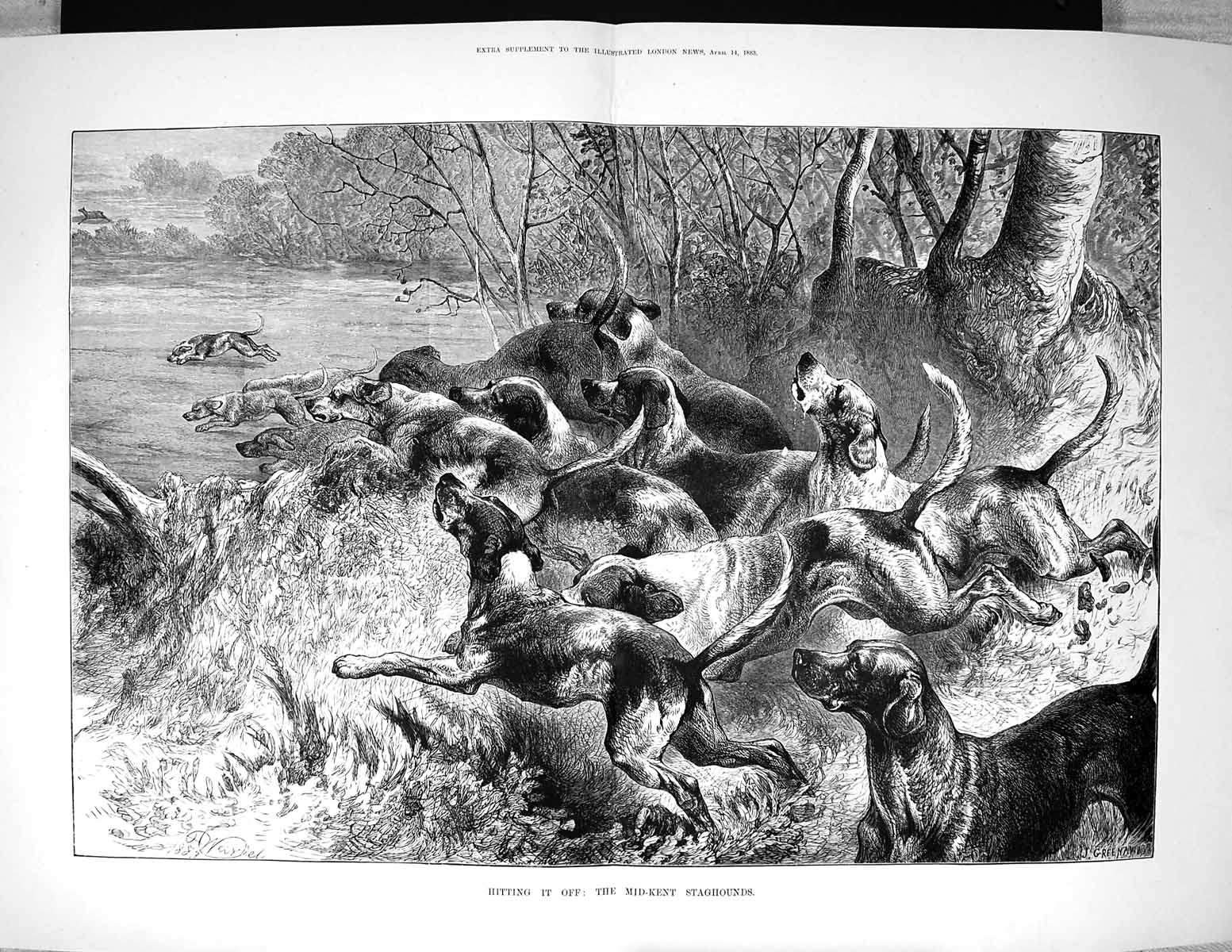 Old 1883 Mid-Kent Staghounds Dogs Hunting Sport Hounds Greenaway Fine 19th