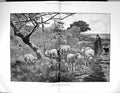 Old Print 1884 Good Shepherd Sheep Farming Dog Meadow Thompson Fine Art 19th