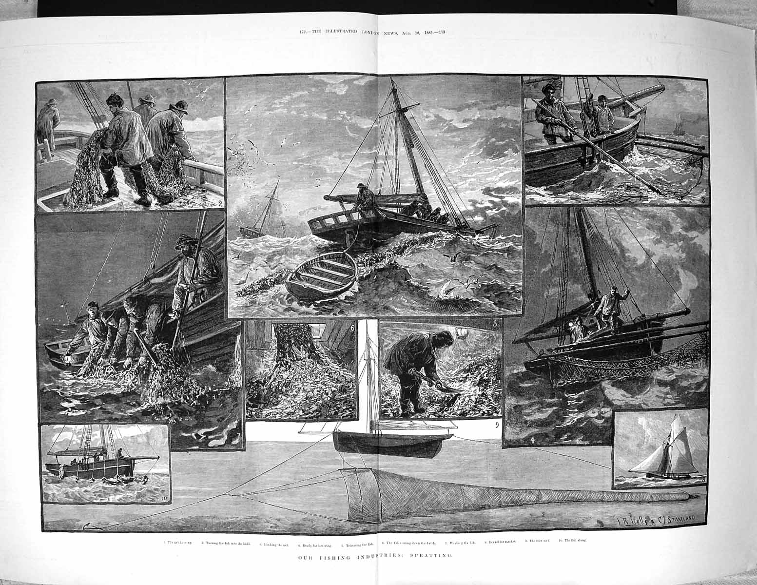 Old 1883 Fishing Industry Spratting Boats Ship Nets Fish Staniland Fi 19th