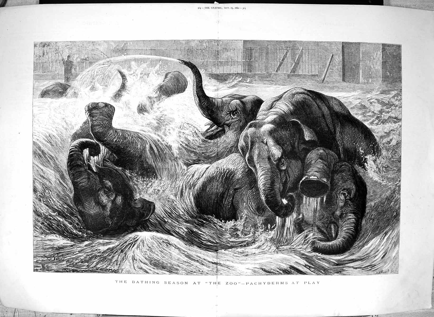 Old Antique Print 1880 Bathing Season Zoo Animals Pachyderms Elephants 19th