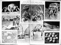 Old Print Damaged 1930 Nature Microscope Insects Bullfrgo Beetle Spider 20th