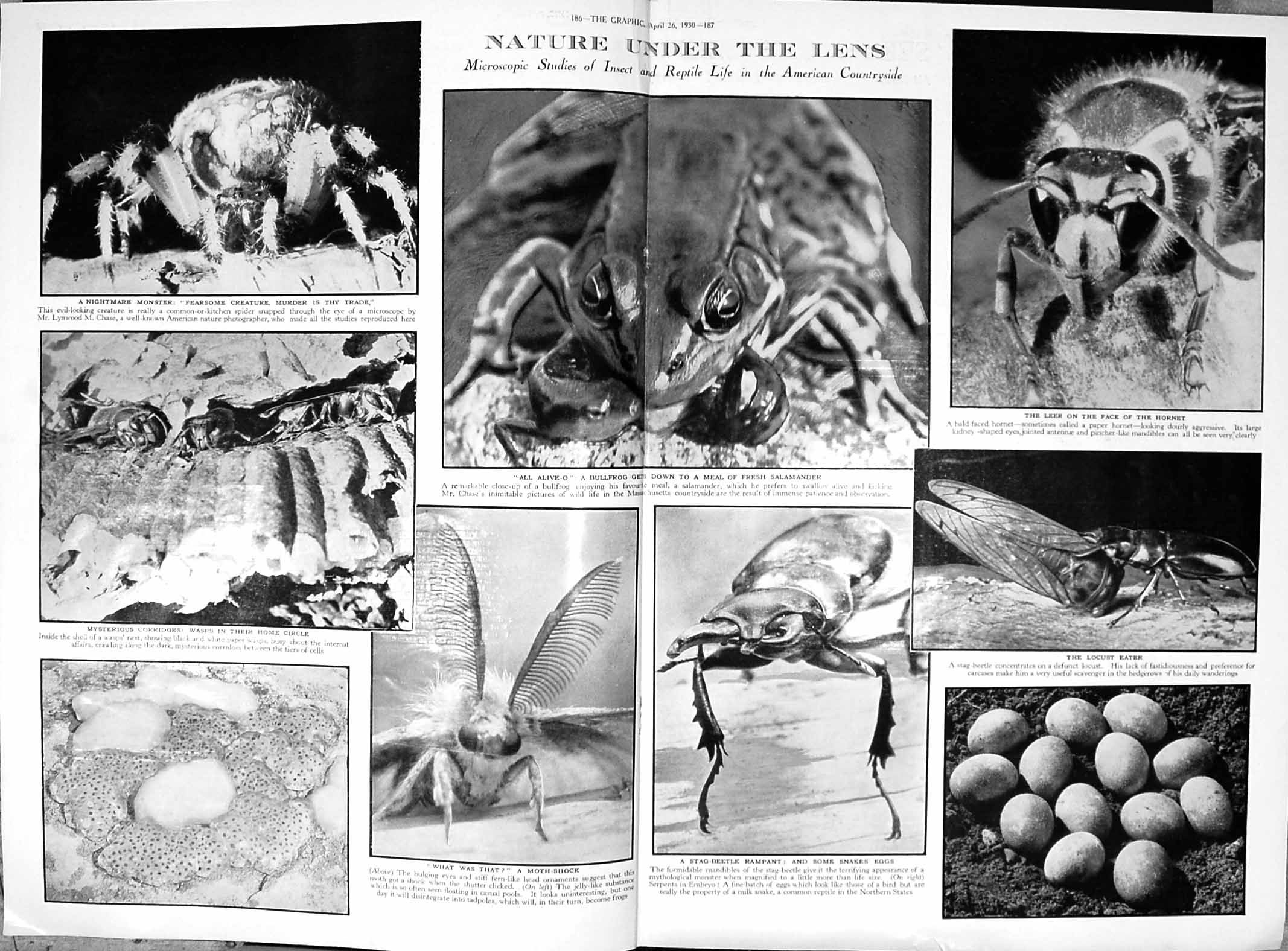 Old Print Damaged 1930 Nature Microscope Insects Bullfrgo Beetle Spider 20th