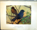 Old Print Henry Birds Ceylon 1927 Whistling Thrush Arrenga Blighi Hswort 20th