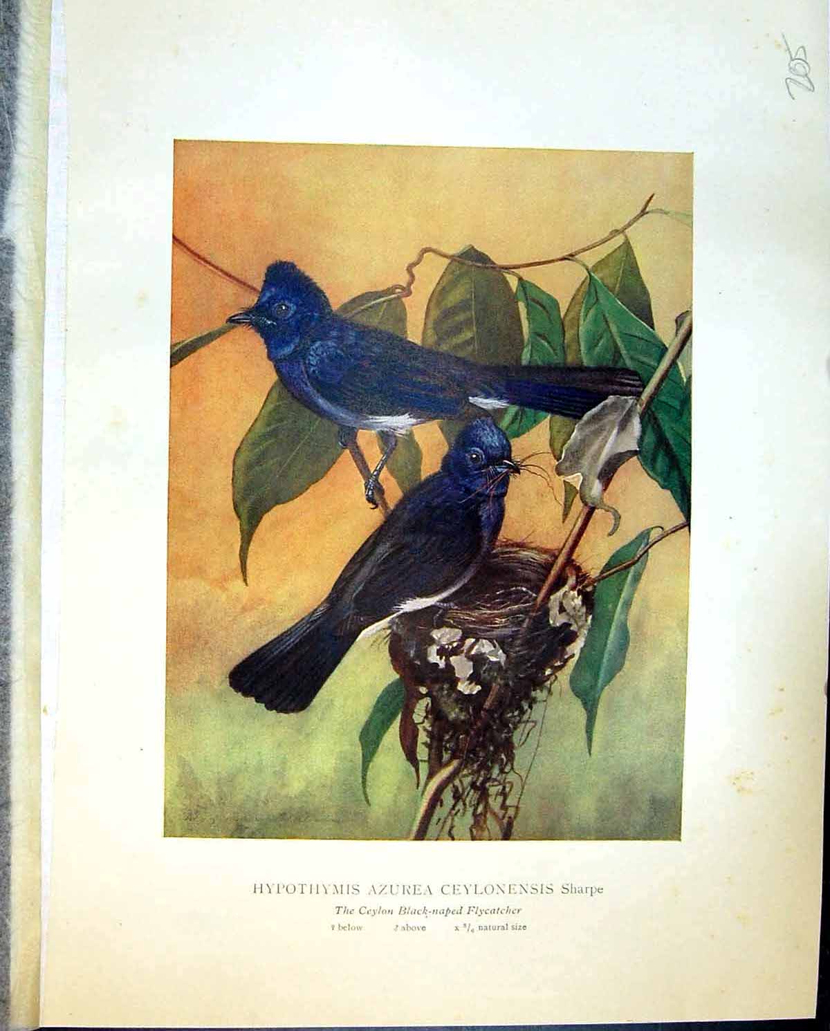 Old Henry Birds Ceylon 1927 Black-Naped Flycatcher Hypothymis Azurea 20th
