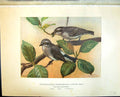 Old Henry Birds Ceylon 1927 Wood-Shrike Tephrodornis Pondiceriana Aff 20th
