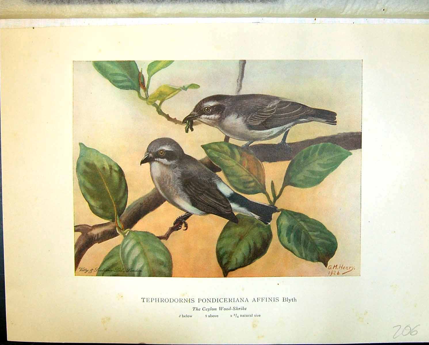 Old Henry Birds Ceylon 1927 Wood-Shrike Tephrodornis Pondiceriana Aff 20th