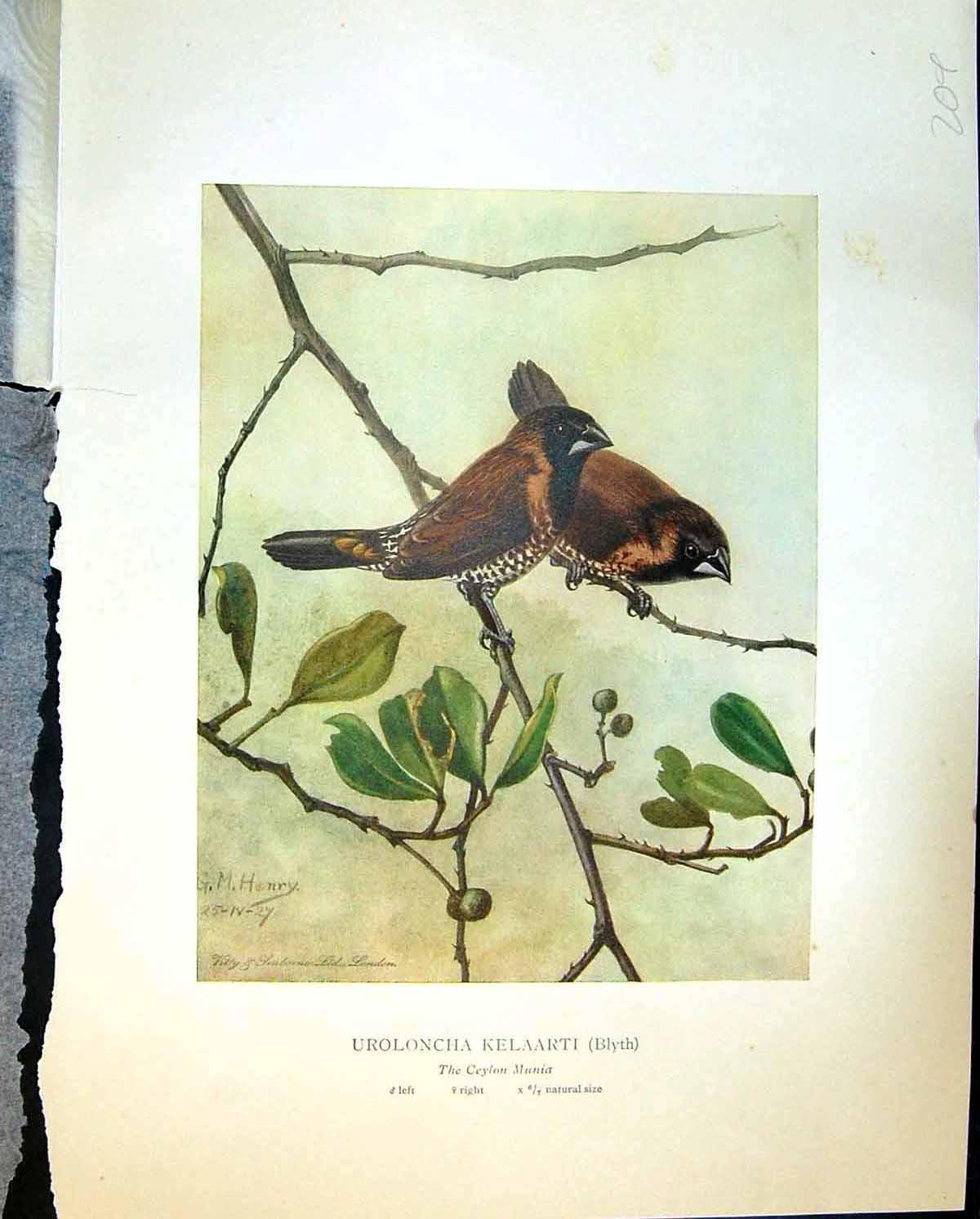 Antique Print Henry Colour Birds Ceylon 1927 Munia Uroloncha Kelaarti Blyth