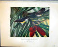 Old Henry Birds Ceylon 1927 Legge'S Flowerpecker Acmonorhyncus Vincen 20th