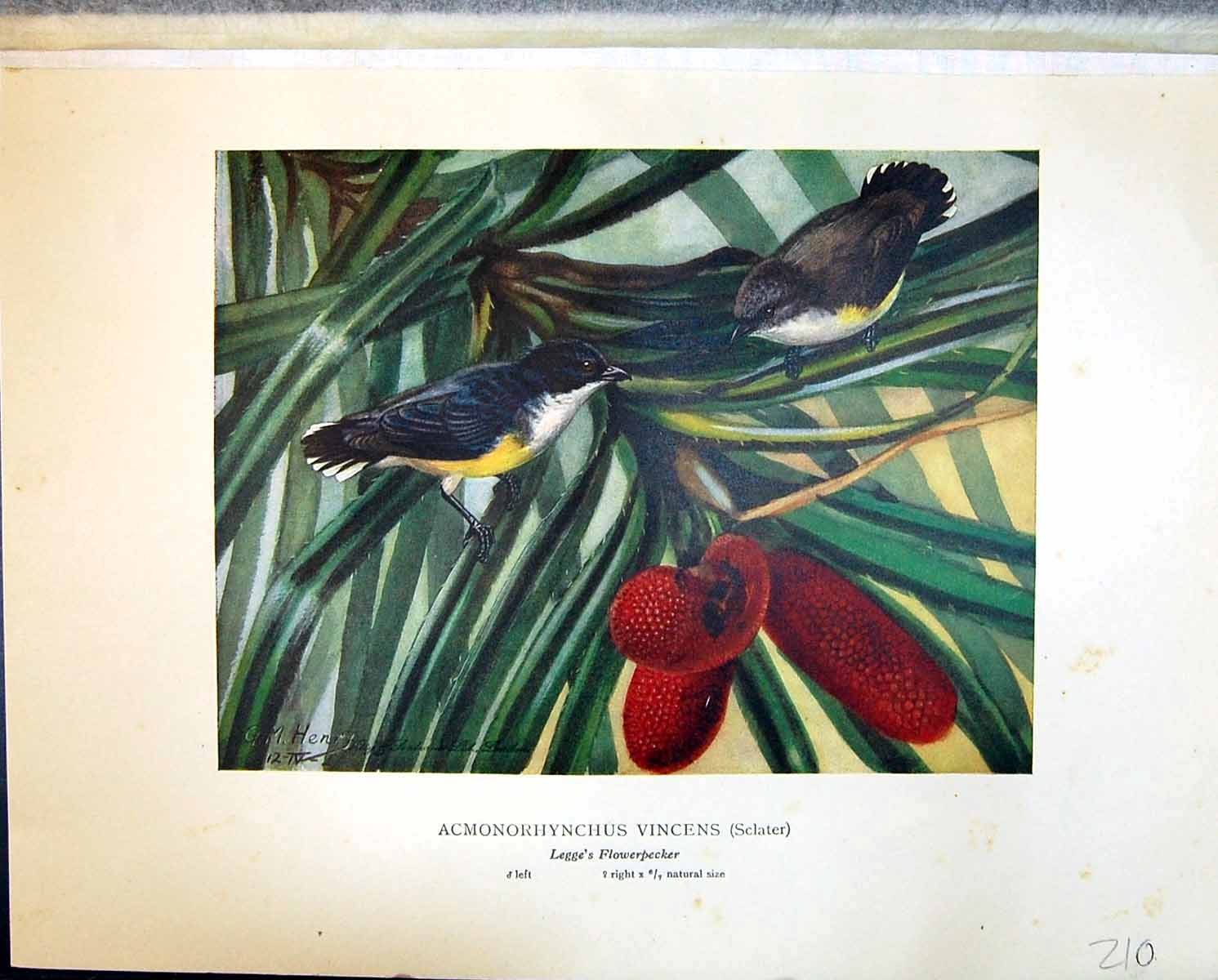 Old Henry Birds Ceylon 1927 Legge'S Flowerpecker Acmonorhyncus Vincen 20th