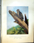 Old Print Henry Birds Ceylon 1927 Pygmy Woodpecker Yungipicus Hardwickii 20th