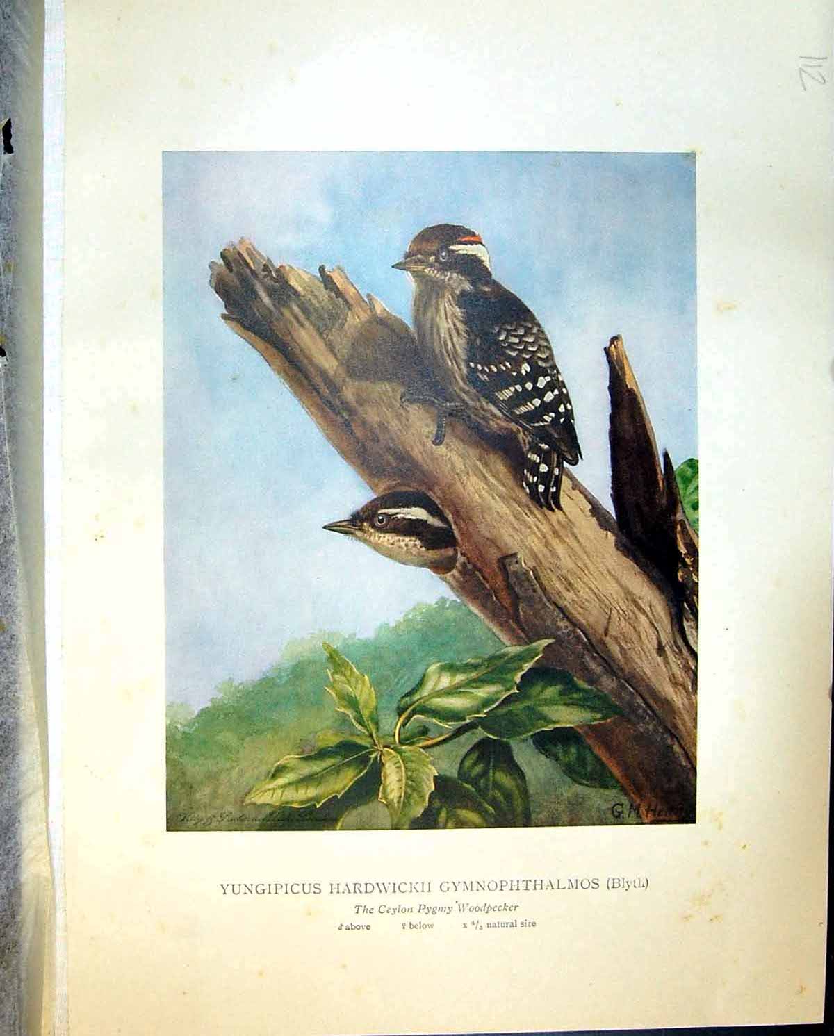 Old Print Henry Birds Ceylon 1927 Pygmy Woodpecker Yungipicus Hardwickii 20th