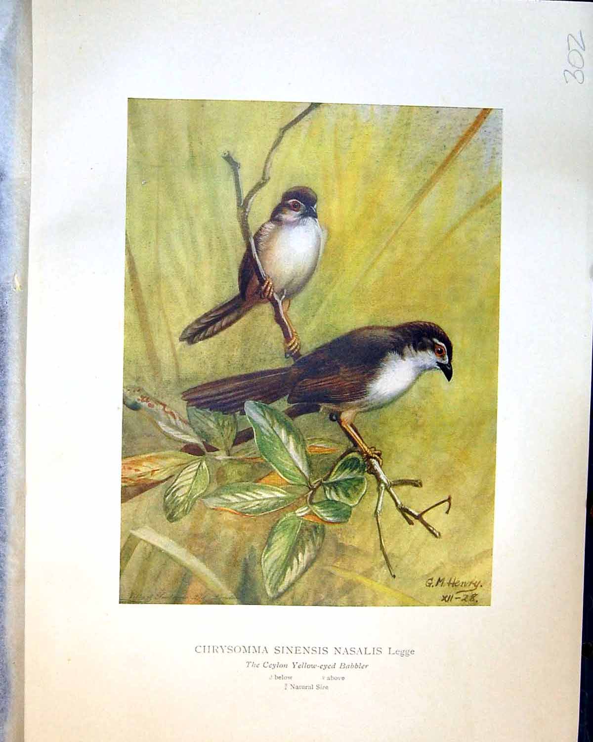 Old Henry Birds Ceylon 1930 Chrysomma Sinensis Nasalis Legge Yellow-E 20th