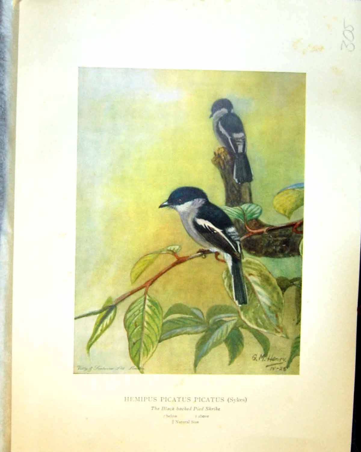 Old Henry Birds Ceylon 1930 Hemipus Picatus Sykes Black-Backed Pied S 20th
