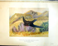 Old Henry Birds Ceylon 1930 Collocalia Unicolor Jerdon Indian Swiftle 20th