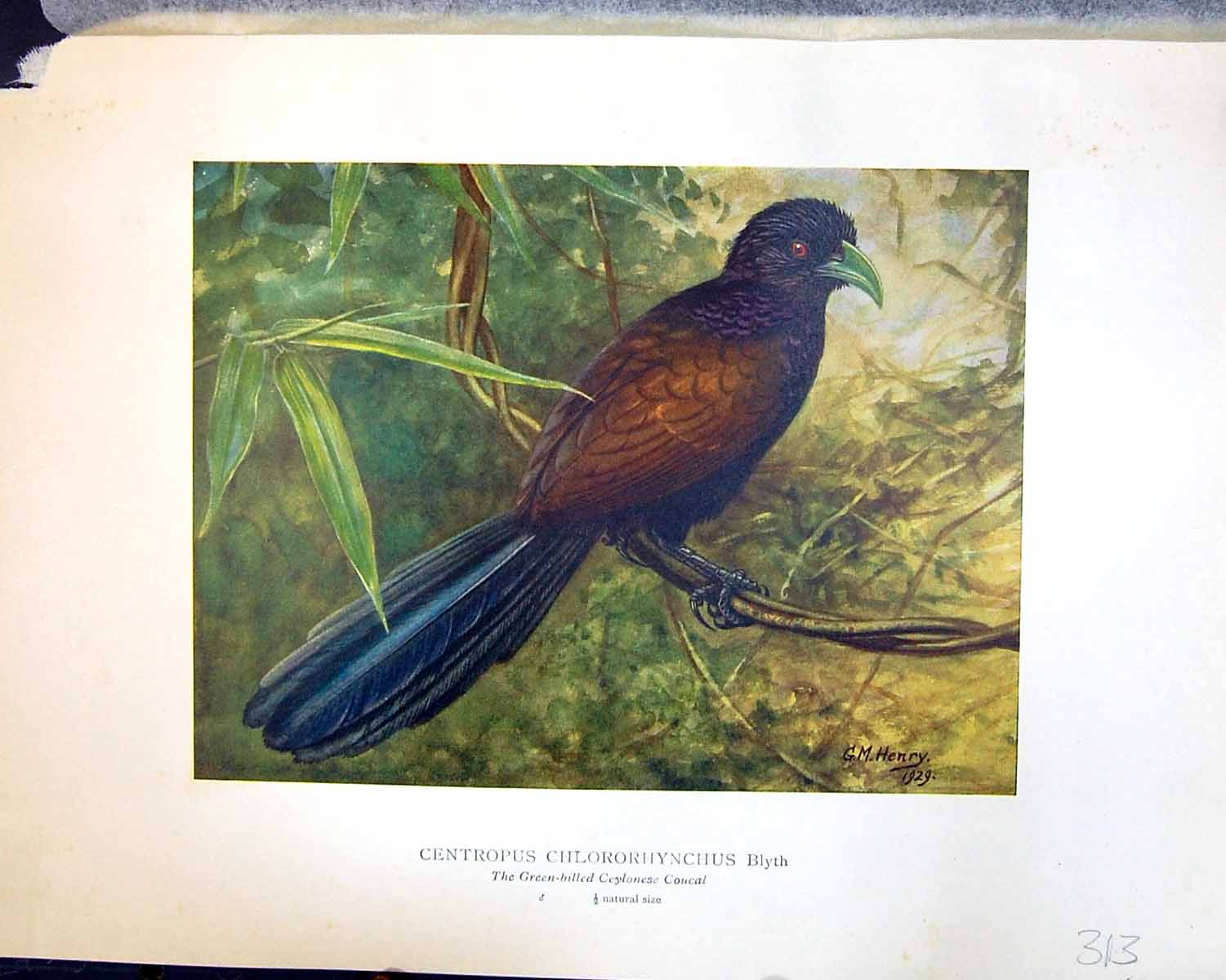 Old Henry Birds Ceylon 1930 Centropus Chlororhynchus Blyth Coucal Cro 20th