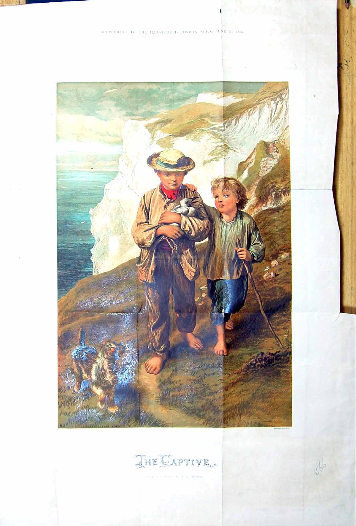 Old Large Rare Damaged 1866 Captive Thomas Young Boays Seagull Bird D Victorian